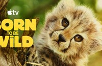 2025��¼Ƭ��������Ұ��1080p.HD��Ӣ˫��